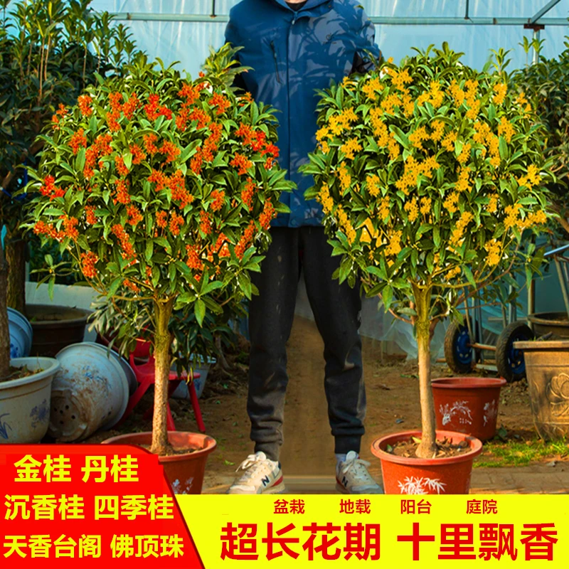 【一物一拍】桂花树苗金桂丹桂四季桂八月桂浓香盆栽地栽阳台庭院
