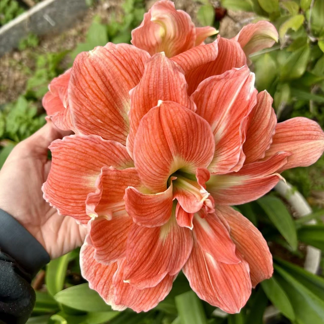 泰国进口朱顶红品种   双色粉   裸球发货5厘米左右个别有侧