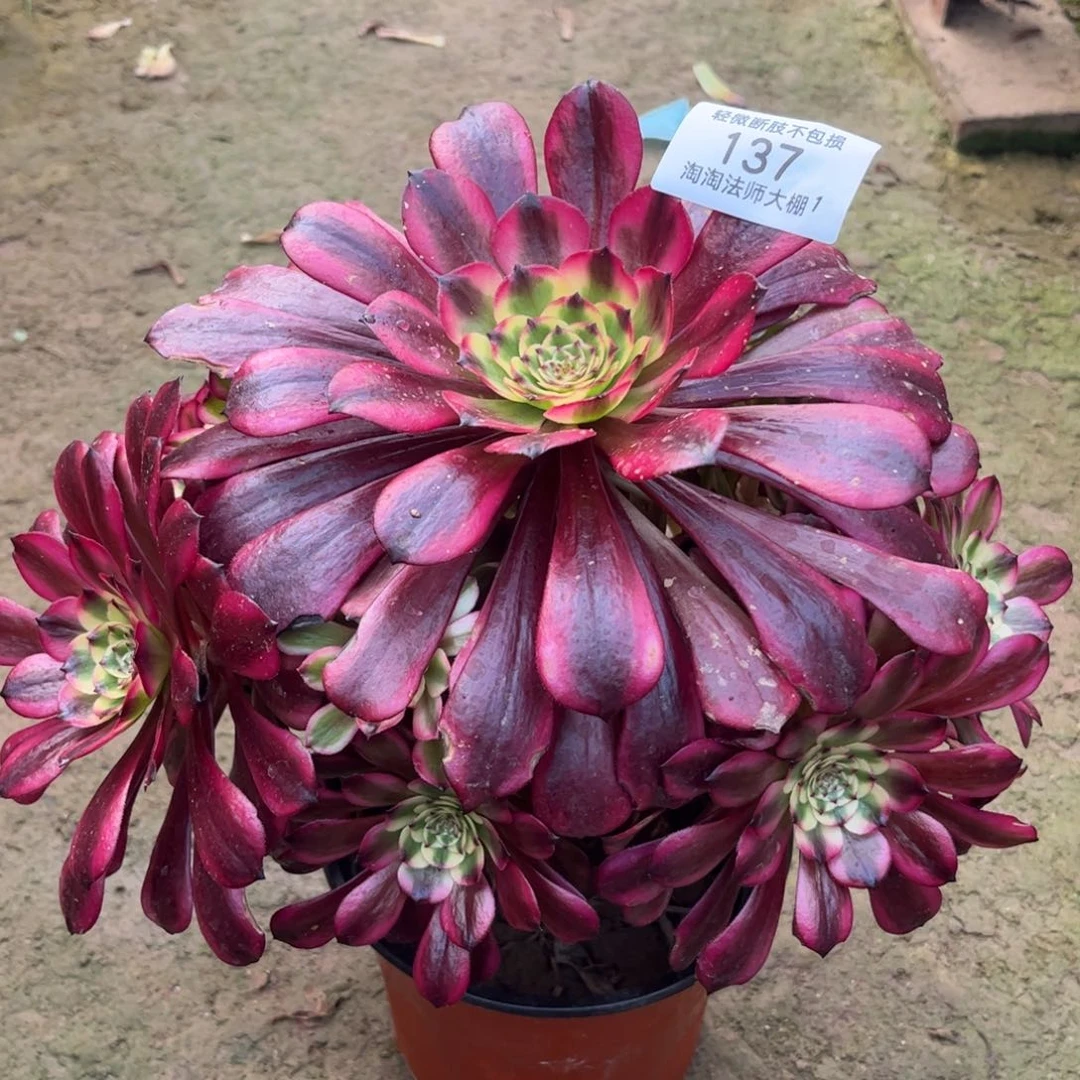 137美姬多肉植物法师