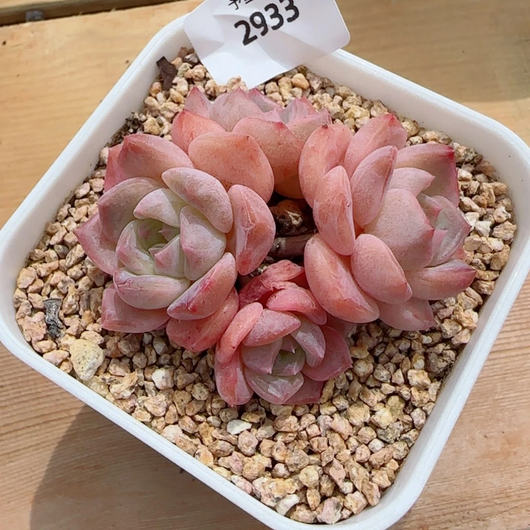 水晶桃子，2933多肉植物