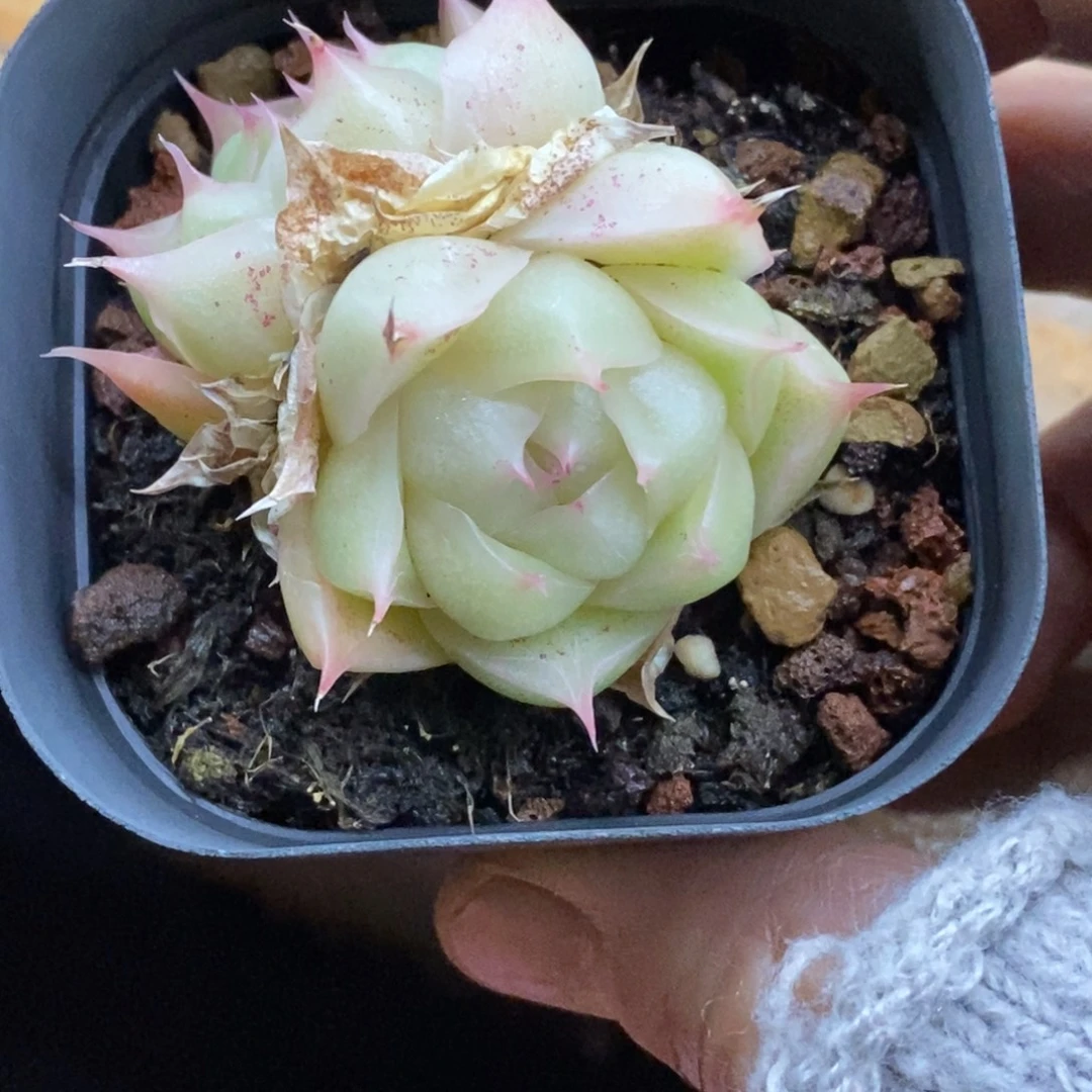 精品多肉一物一拍不包整447