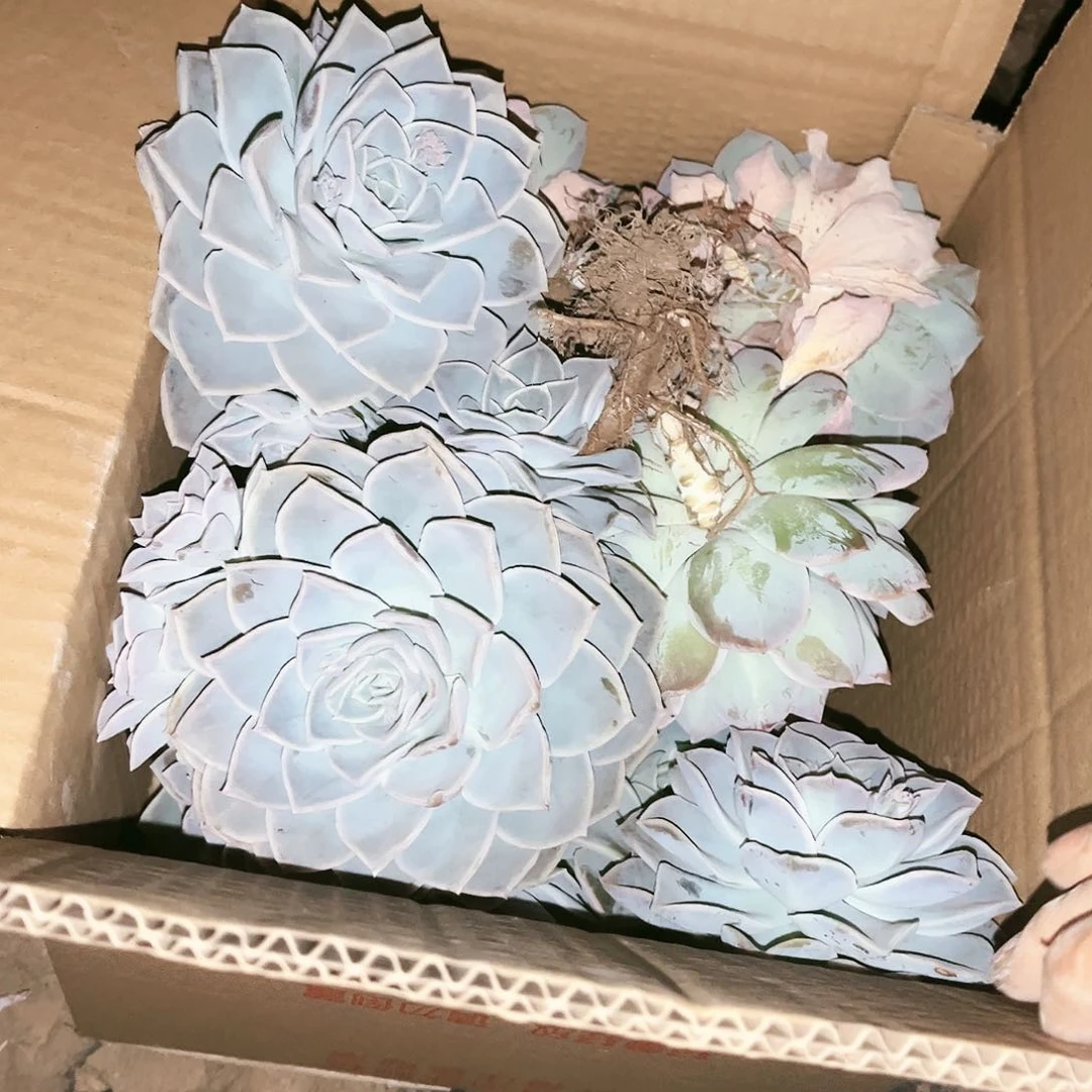 哈里断支小正一箱18.99多肉植物