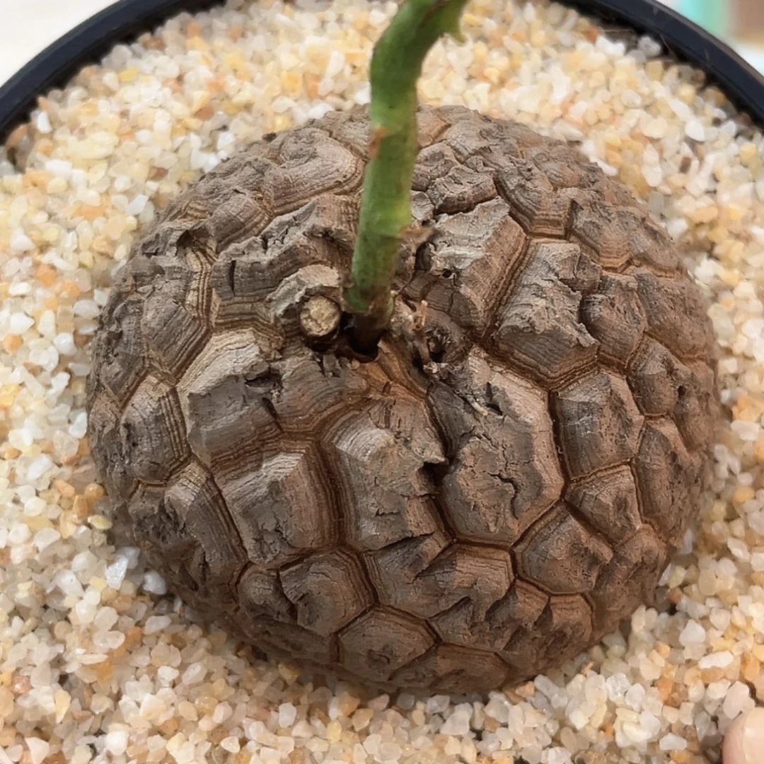 潮流植物 龟甲龙 足球精品