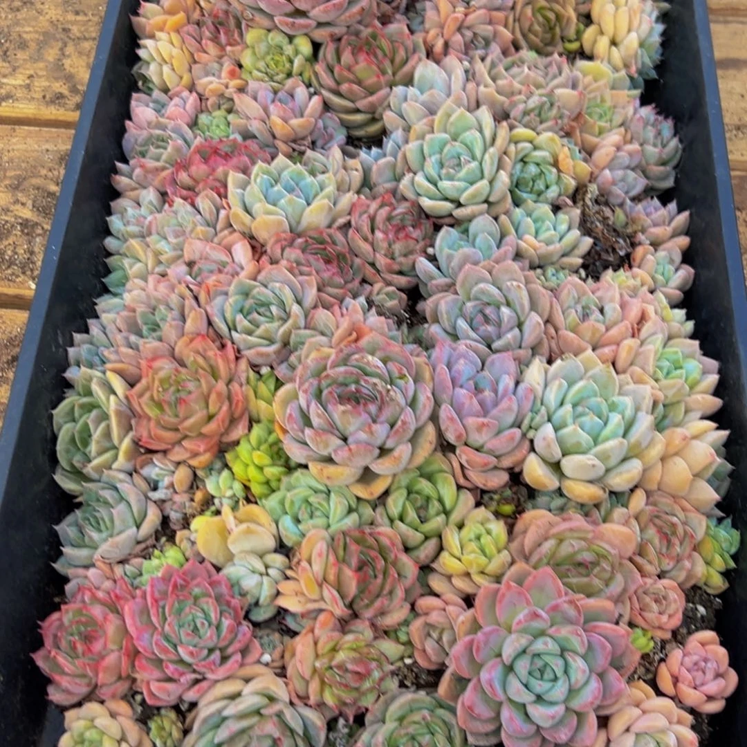 ****满189多肉的小龙虾和一