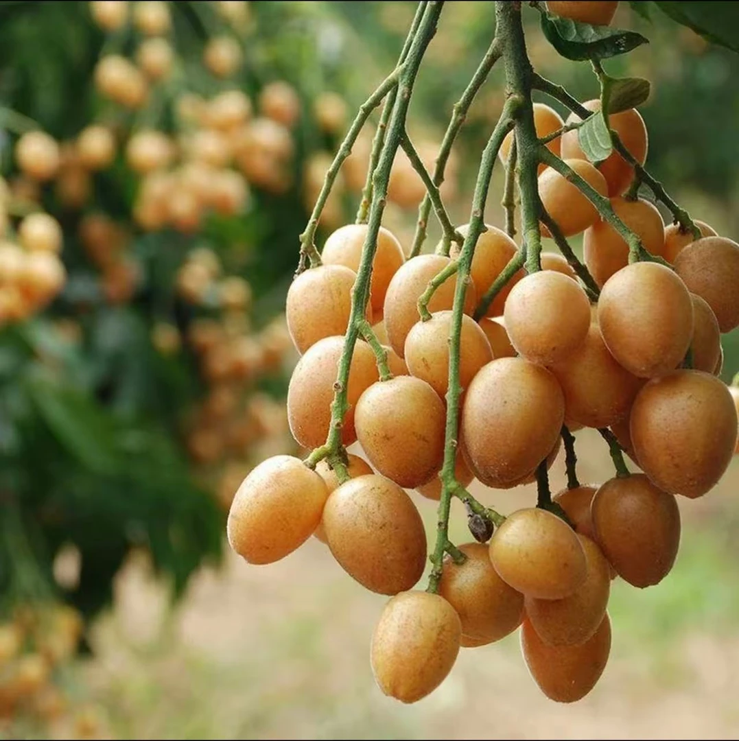 【顺丰冷链】广西新鲜黄皮果鸡心果当季水果黑金刚贵妃冰糖夏季黄皮