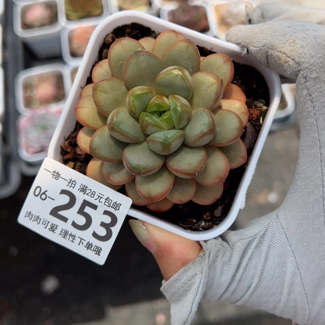 葡萄多肉多多肉多肉