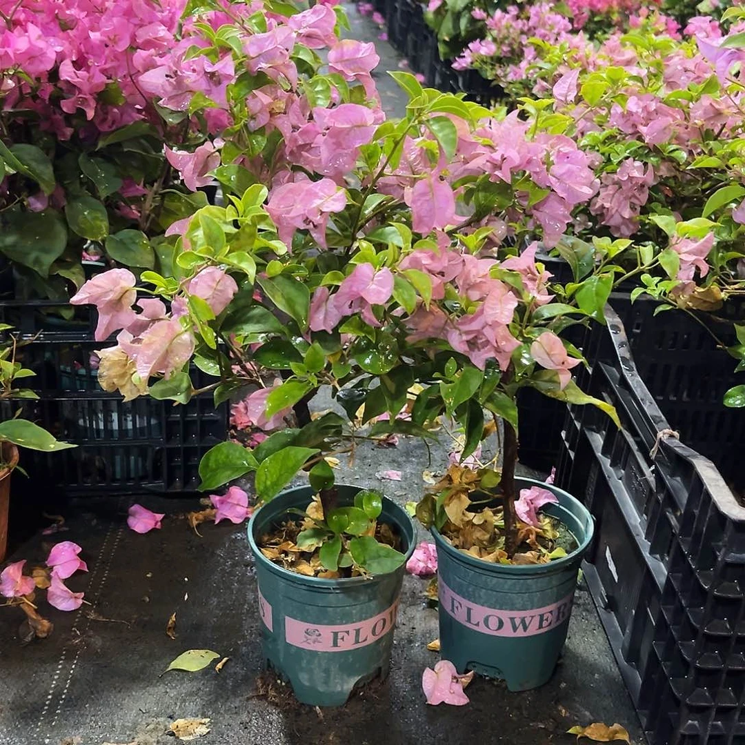 完全开放巴西紫掌中宝一颗