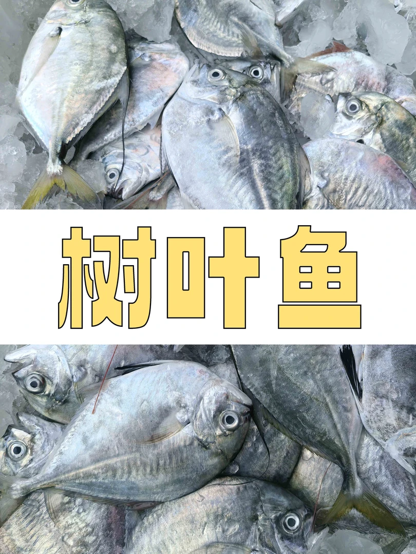 【默认帮杀】野生树叶鱼 冻发  到手4.5斤