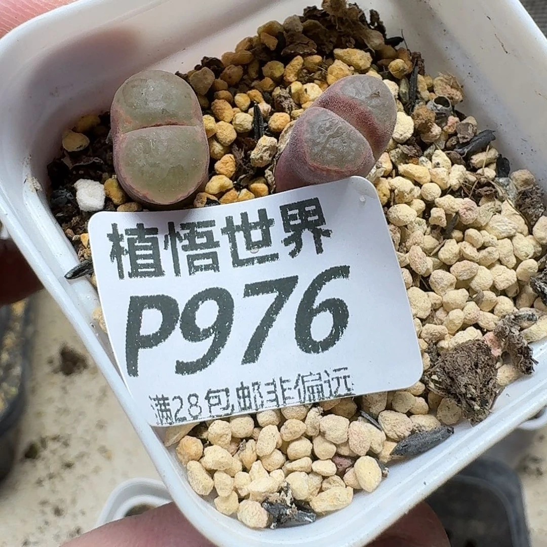 多肉植物的润泽地ghn