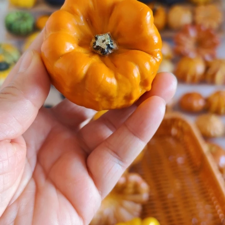 米*墨西哥七彩葫芦青皮