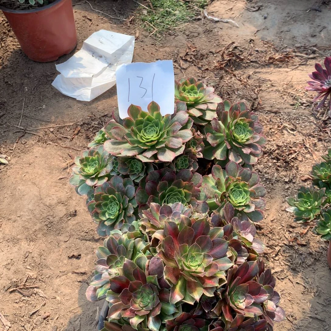 131多肉植物盆栽植物