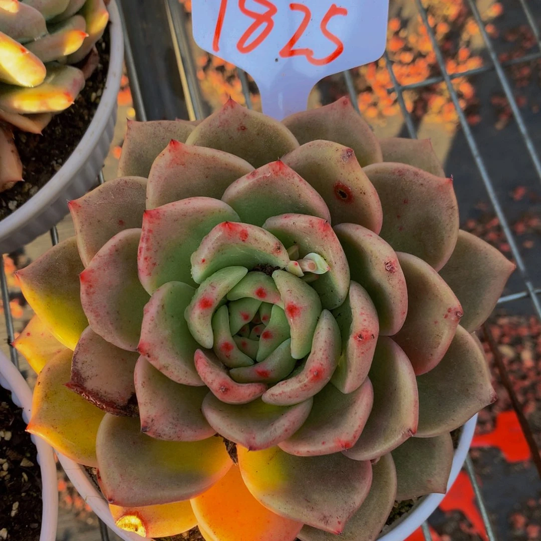 一物一拍1825-8-15