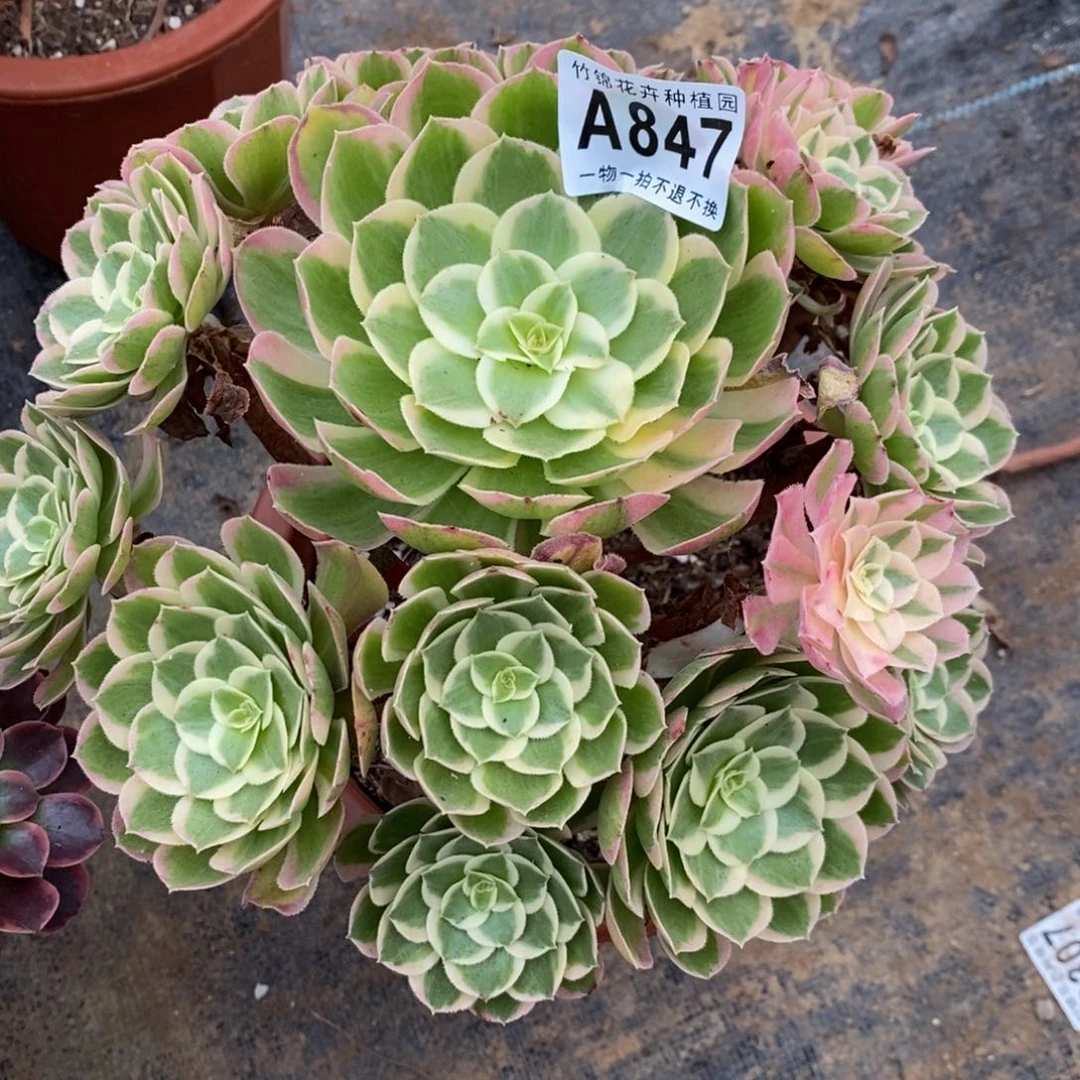 847有断枝孔雀翎，