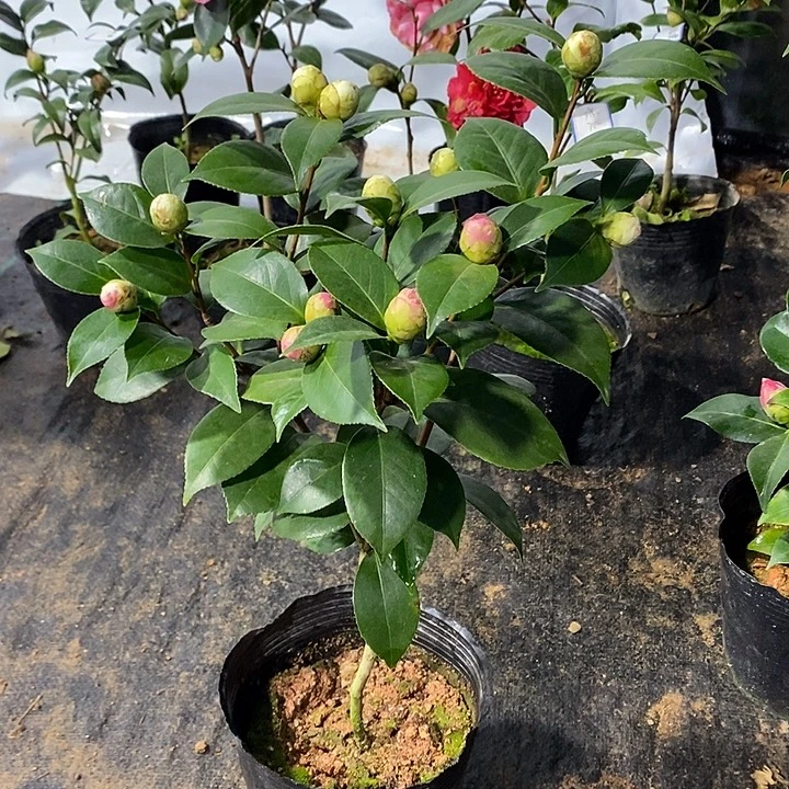 双色十八学士 带花苞