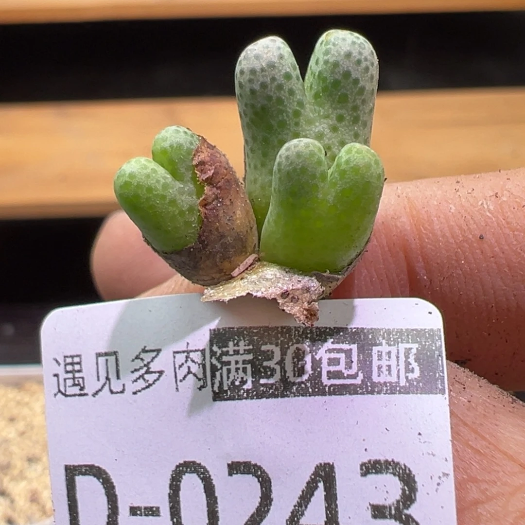 多肉植物1111111111