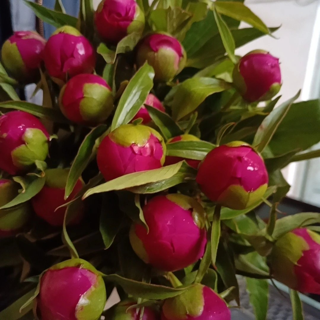 【限购特惠】-红绣球芍药鲜花--刚切下来自家基地直发--现货