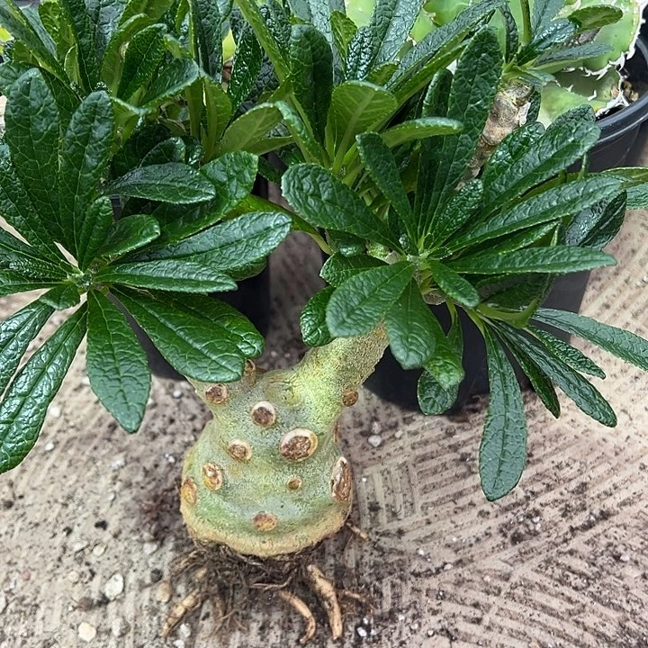水***色龙舌兰多肉植物多肉