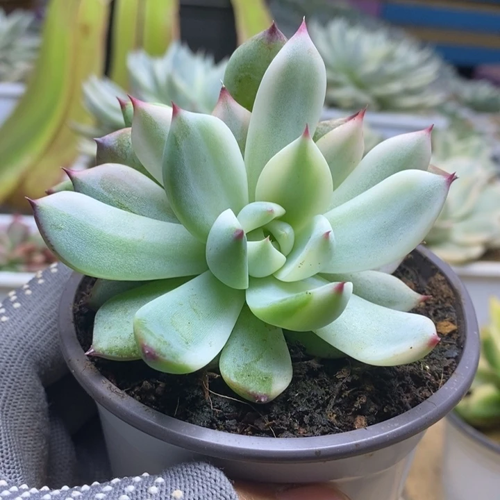 065吉娃娃锦锦锦锦锦锦