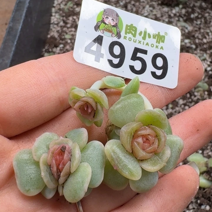 老***凯完全开放多肉植物多肉植物