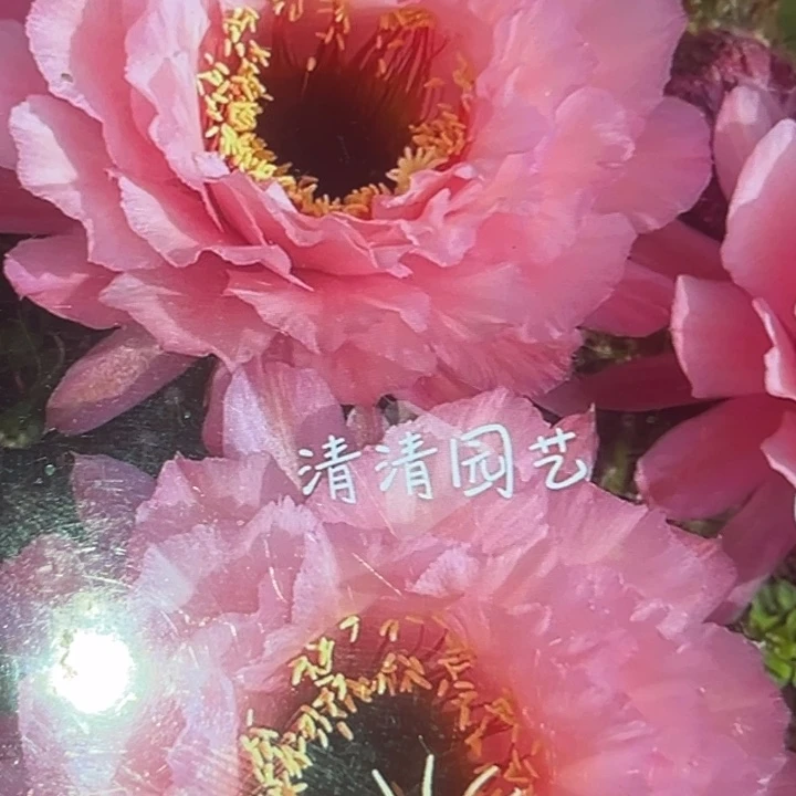 清清3-115根瑕疵有黑点