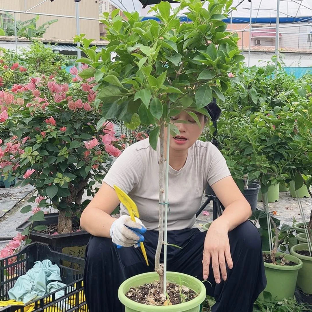 琼***大部分花苞少量开放E95佩德罗