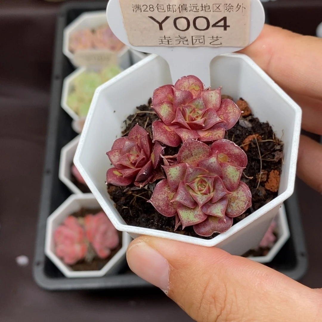 0004 罗西玛 4.5cm