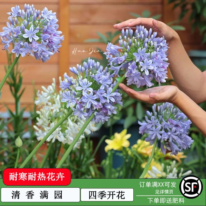 【耐寒-35°】百子莲根茎多年生盆栽四季种植庭院阳台植物花卉地栽