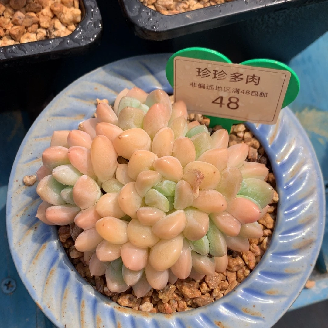 芙丽朵群生无砍平头48