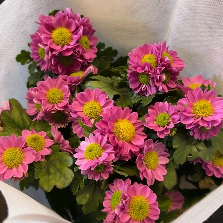 水蜜桃带花发货盆栽