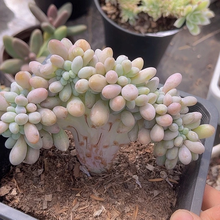 粉恋缀1136多肉植物