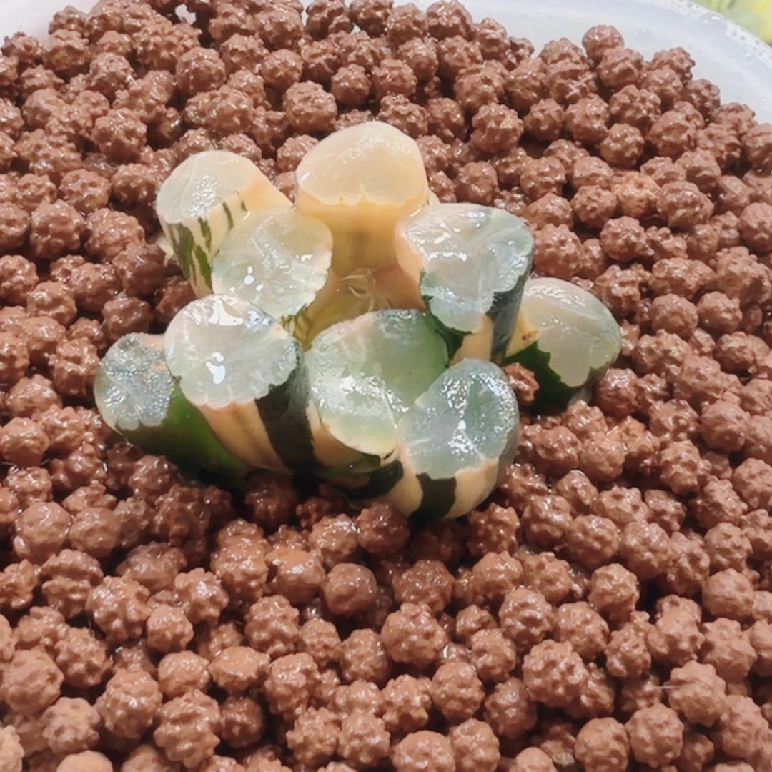 十二卷蜃气楼万象锦福利