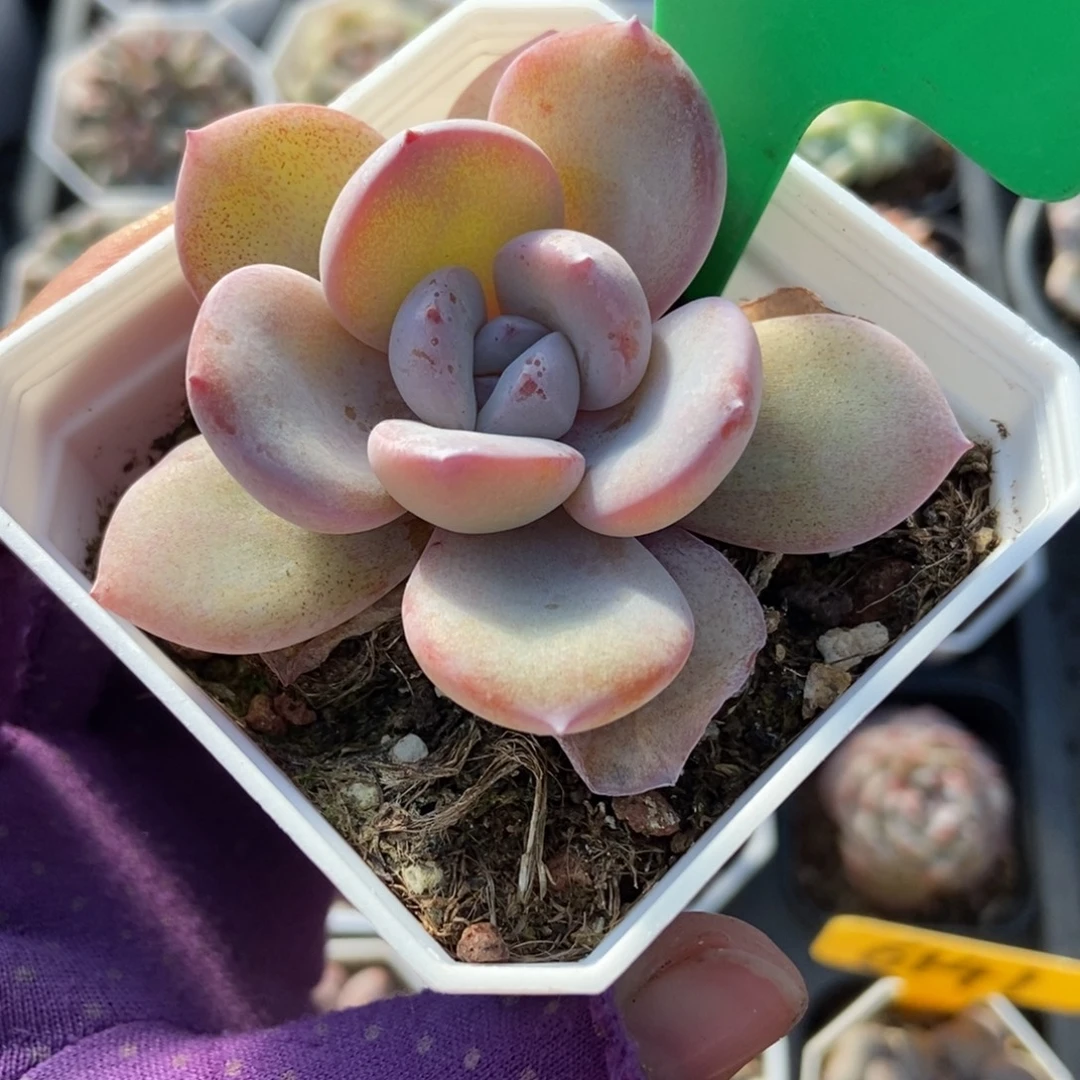 760奶茶多肉植物多肉