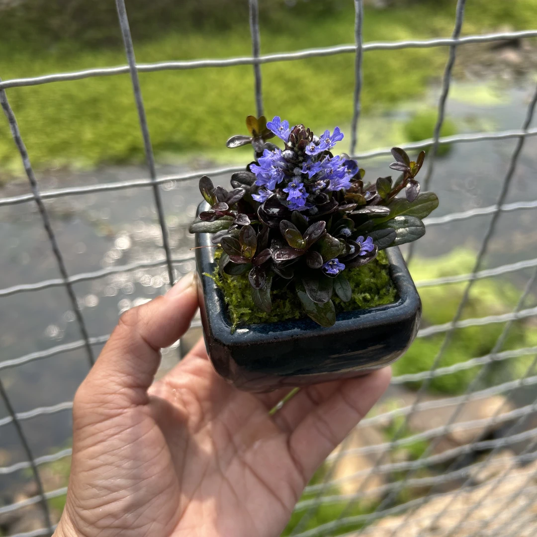 姬十二单山野草( 巧克力片)耐寒耐热喜水 茶台小宠