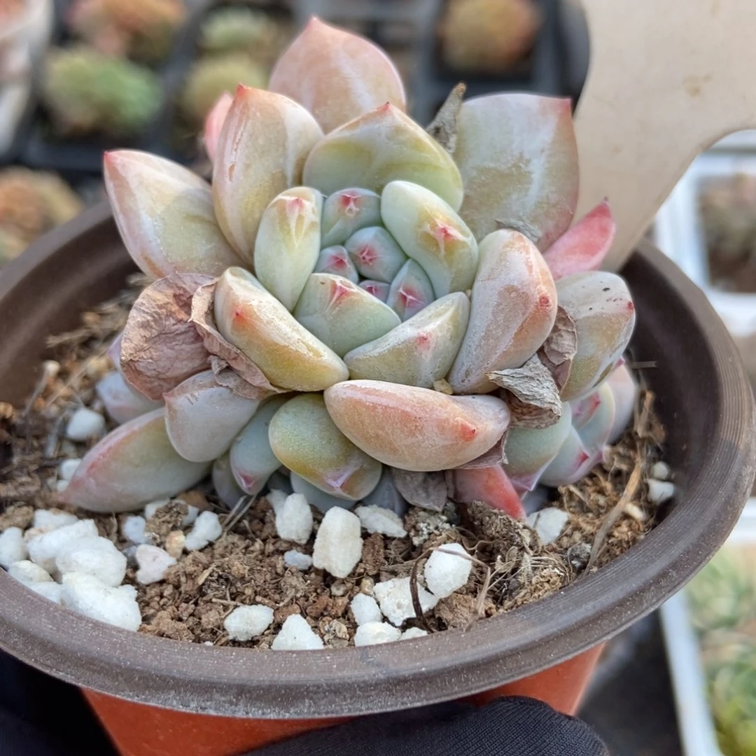 920石榴籽多肉植物保护