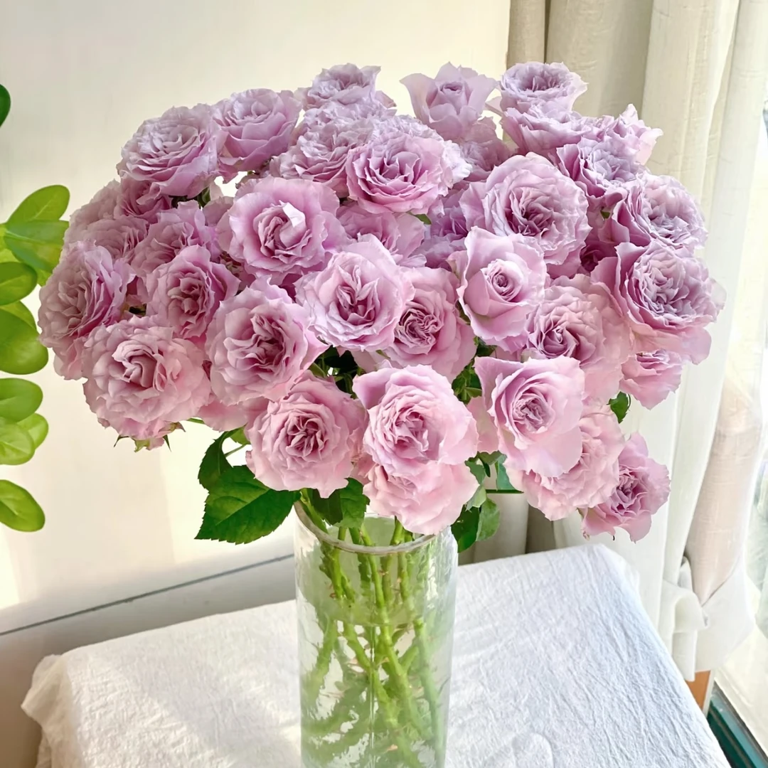 【仙女罗拉 多头玫瑰10枝】 点关注 发顺丰鲜切花基地直发
