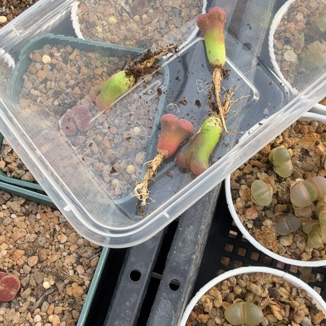 妙****?多肉如图四棵啊啊啊