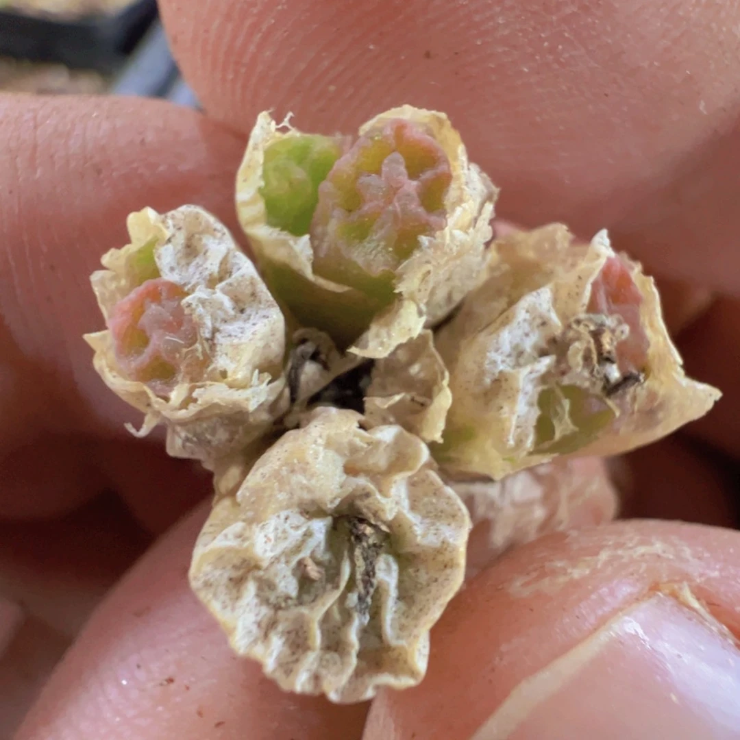 31-24烧麦多肉植物，