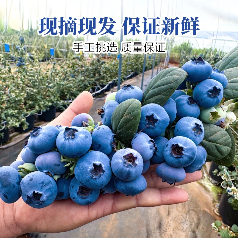 【基地直采25】云南蓝莓鲜果高山花香品种花青素水果－空运包邮