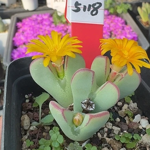 密密麻麻密密麻麻5118