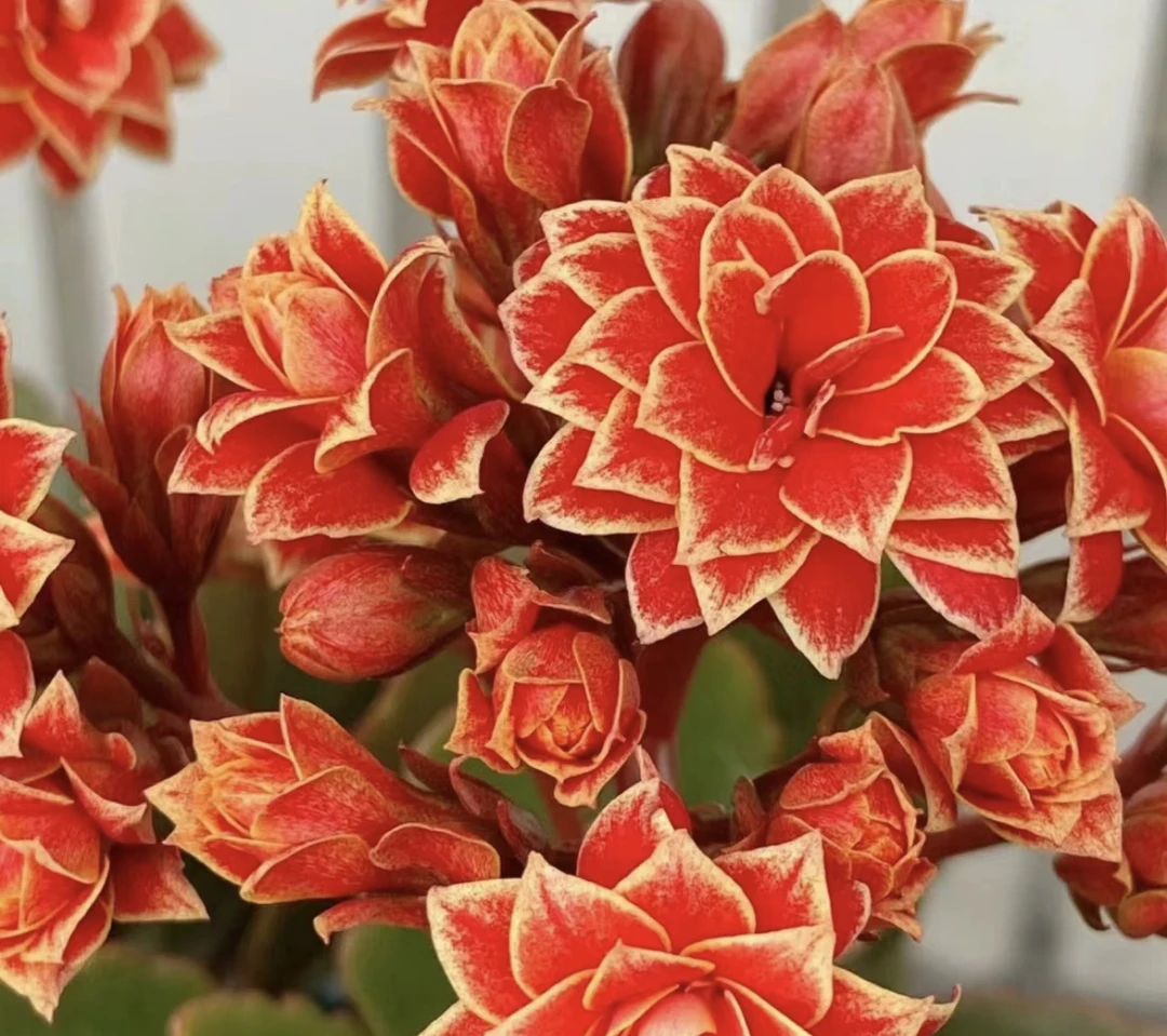 金丝带 大花长寿花 130盆 -【花财花卉】