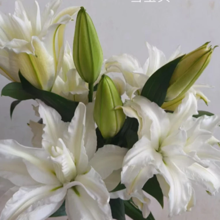 8号重瓣白色奇迹百合多头，我要买我不售后