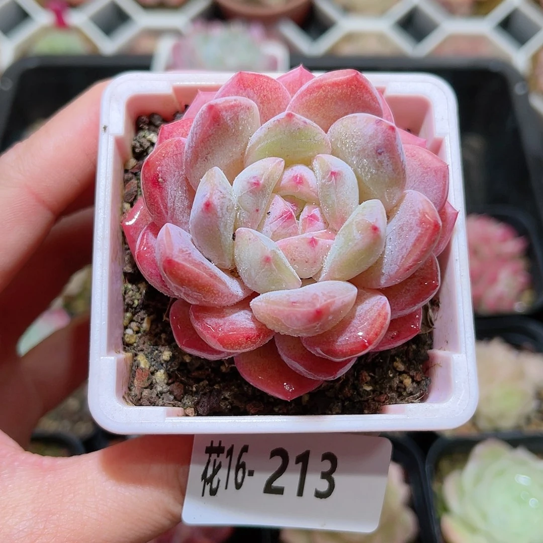 花利美 16-213新品