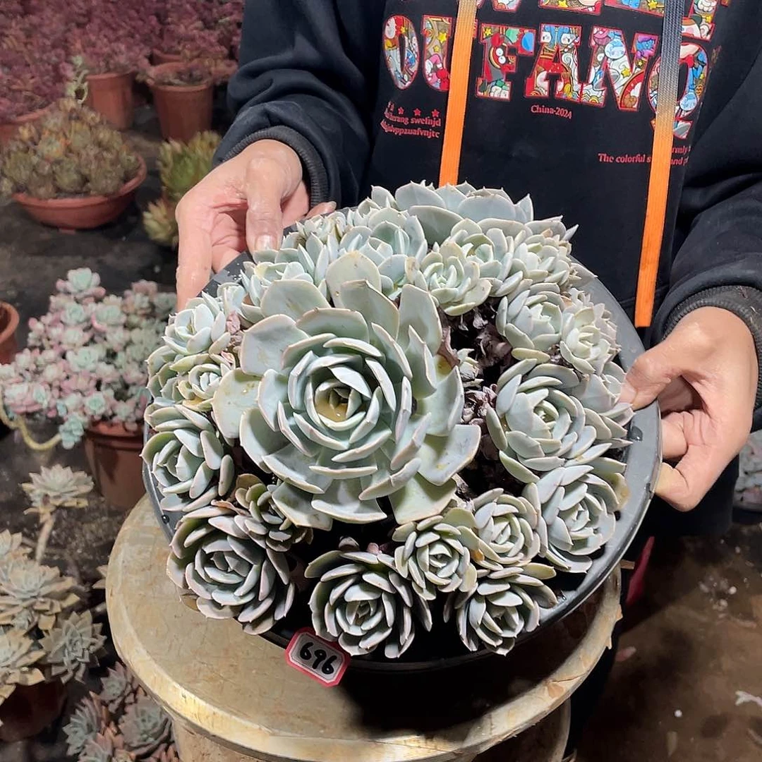 696 卢氏一物一拍对肉