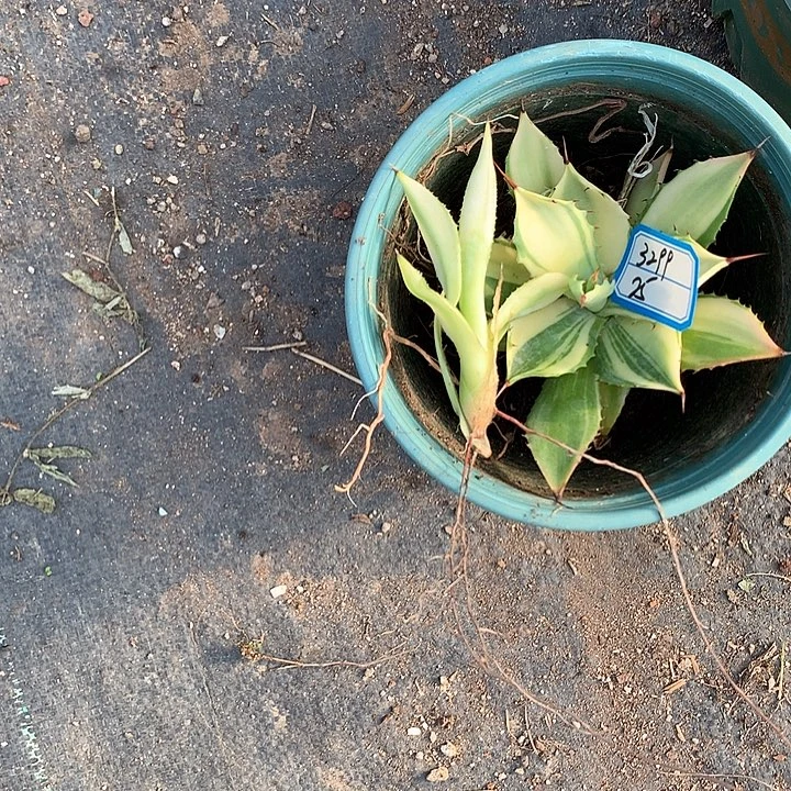 多肉植物龙舌兰科雷神