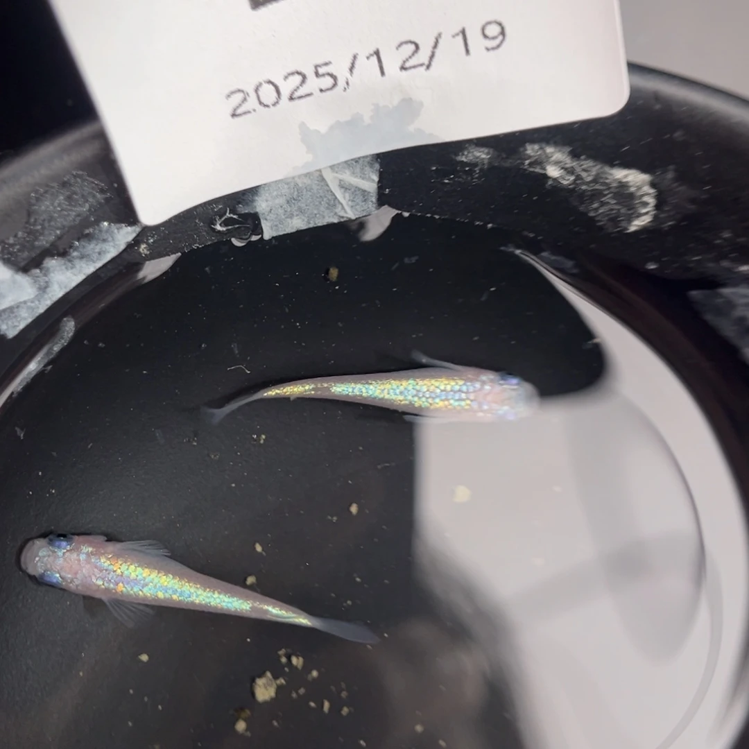 青鳉鱼269粉海王星一对