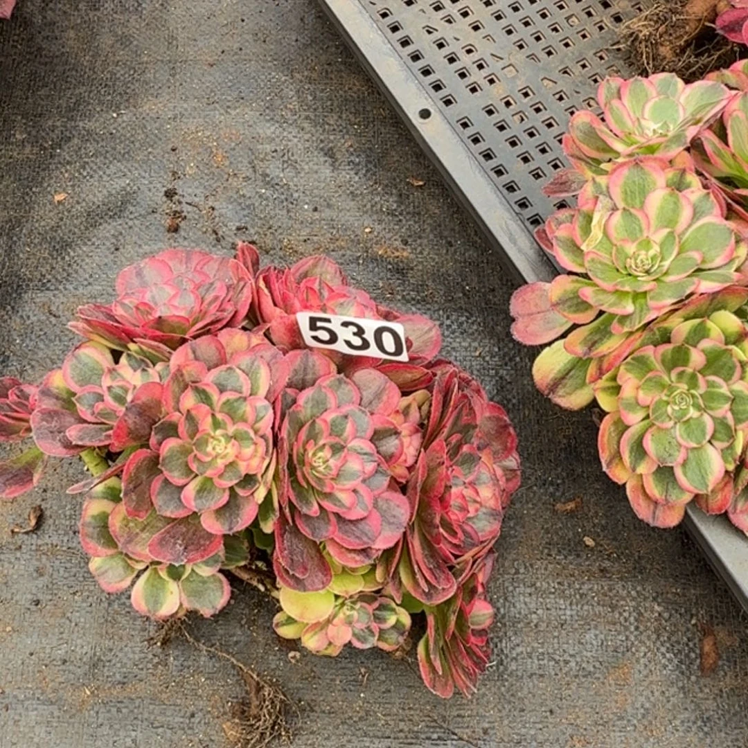 530多肉植物海神多肉