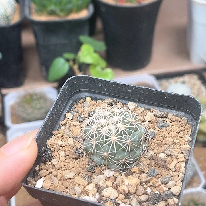 黑刺球属实生暗黑玉一颗