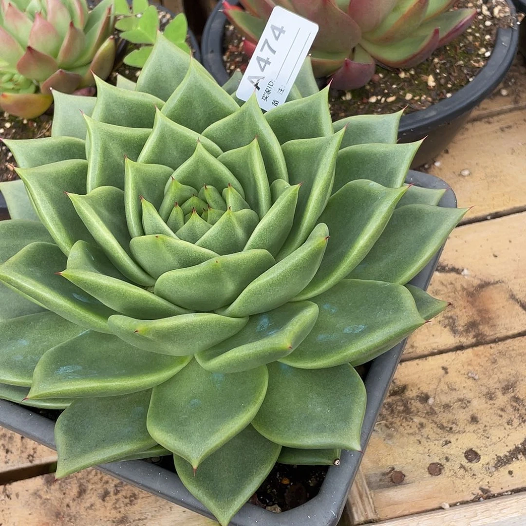 奕***宝若如东云单拍A474