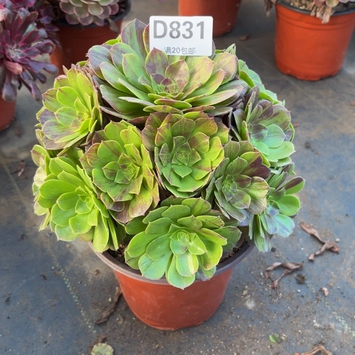 瑞妈多肉园艺831。花月夜