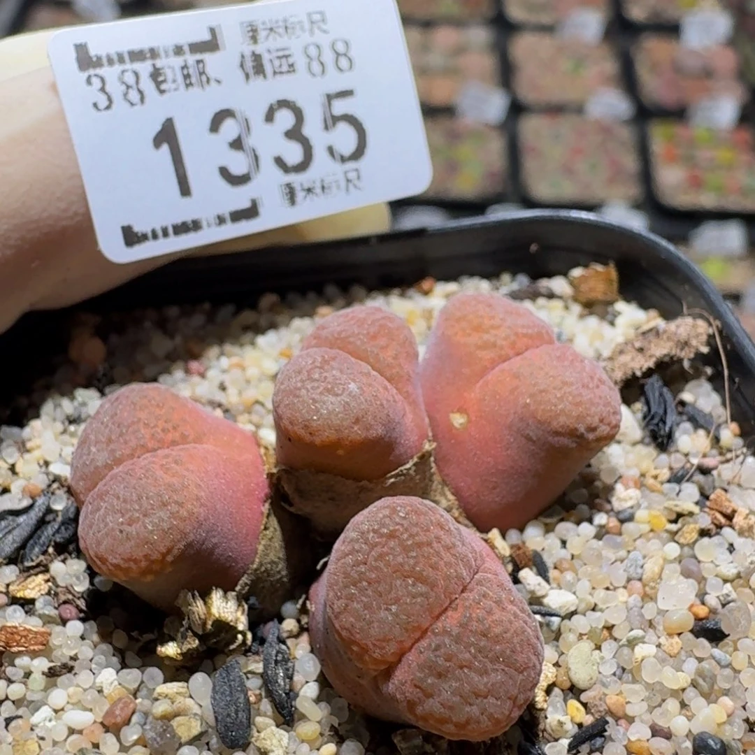 zzＺｚ生石花肉锥1335